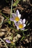 Blue purple crocus. The crocus one of the first flowers to bloom after the winter photo