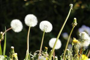 diente de león semillas o mullido foto