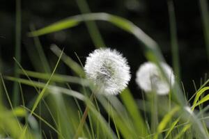 Dandelion seeds or fluffy photo