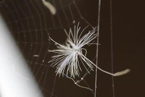 Dandelion seeds or fluffy photo