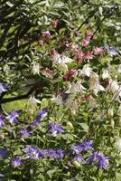 blue columbine flowers photo