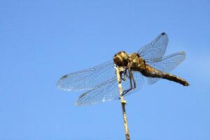 close up of a dragonfly photo