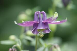 blue columbine flowers photo