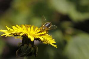 diente de león vistoso malas hierbas en el pradera foto