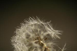 Dandelion seeds or fluffy photo