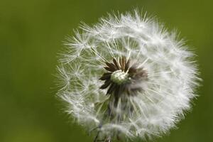 Dandelion seeds or fluffy photo