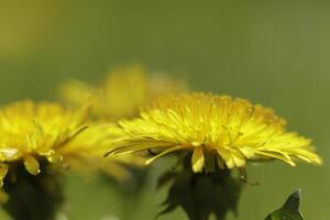 Dandelion colorful weeds in the grassland photo