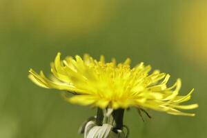 Dandelion colorful weeds in the grassland photo