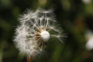 Dandelion seeds or fluffy photo