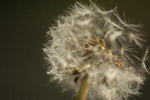 Dandelion seeds or fluffy photo