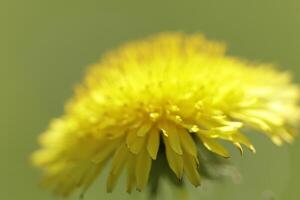 Dandelion colorful weeds in the grassland photo