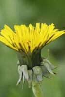 yellow dandelion flower a weed but also herbal medicine photo