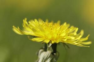 Dandelion colorful weeds in the grassland photo