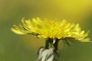 Dandelion colorful weeds in the grassland photo