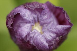 flower bud of a blue hibiscus shrub photo