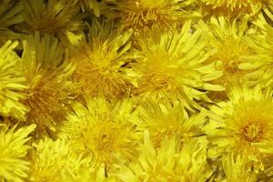 yellow dandelion flower a weed but also herbal medicine photo