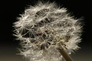 Dandelion seeds or fluffy photo