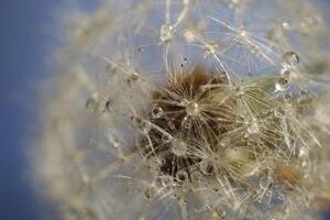 Dandelion seeds or fluffy photo