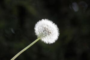 Dandelion seeds or fluffy photo