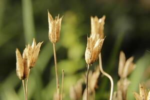 seeds of columbine flowers photo