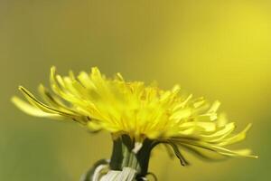 Dandelion colorful weeds in the grassland photo