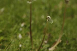 Dandelion seeds or fluffy photo