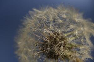 Dandelion seeds or fluffy photo