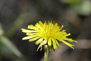 Dandelion colorful weeds in the grassland photo