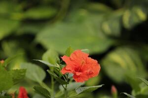 orange hibiscus flower photo