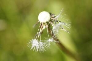 Dandelion seeds or fluffy photo