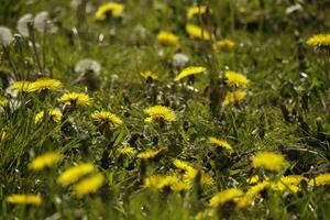 yellow dandelion flower a weed but also herbal medicine photo