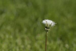 diente de león semillas o mullido foto