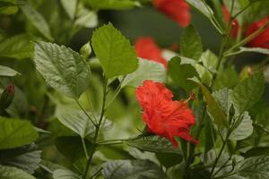 red hibiscus shrub photo