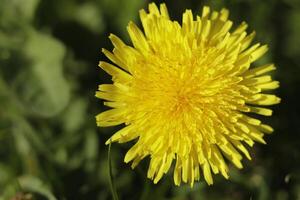 amarillo diente de león flor un hierba pero además herbario medicina foto