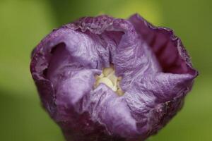 flower bud of a blue hibiscus shrub photo