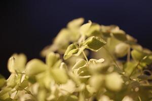 white hydrangea flower in the sunlight photo