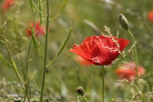 salvaje amapola flores en el verano en un campo foto