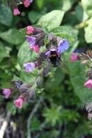 blue flowers of the lungwort photo