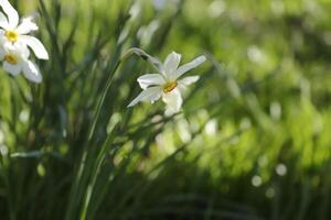 white daffodil with orange heart with the name narcissus poeticus photo