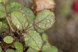 close up of rain drops on a leaf photo