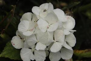 white hydrangea flowers photo