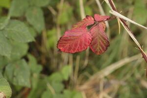 colorful autumn leaves photo