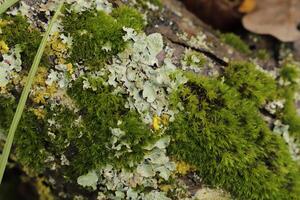 icelandic moss or reindeer moss photo