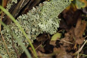 icelandic moss or reindeer moss photo