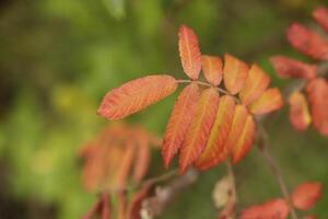 coloridas hojas de otoño foto