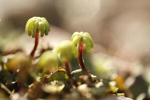 macro photo of Juniper Haircap moss