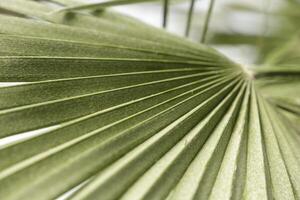 close up of a palm leaf photo