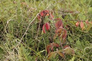 colorful autumn leaves photo