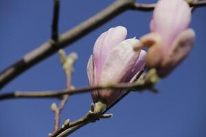 pink magnolia flower photo