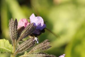 azul flores de el pulmonaria foto